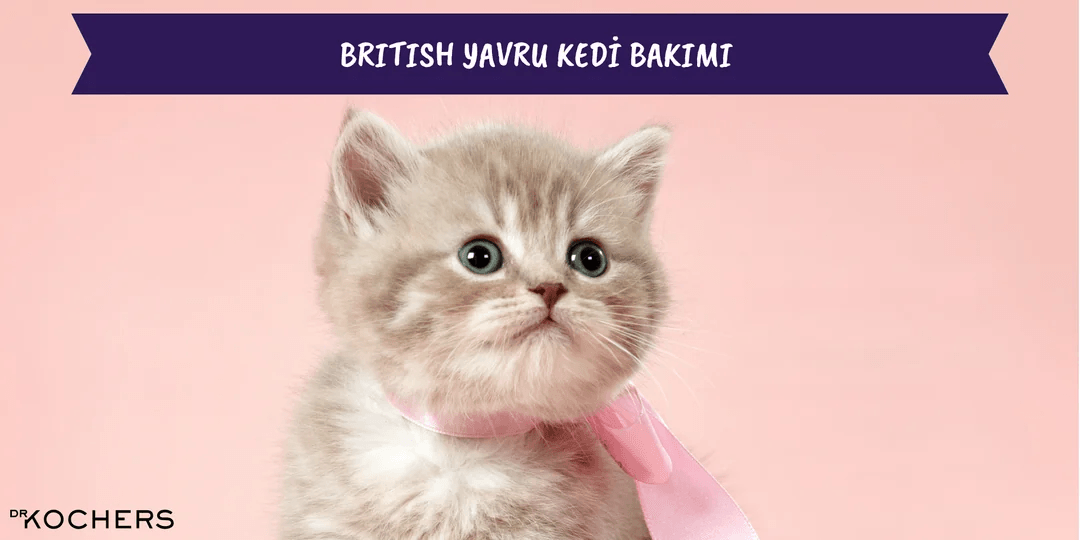 British Yavru Kedi Bakımı