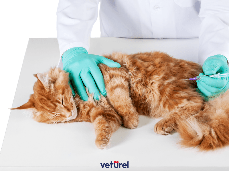 kedi iç parazit