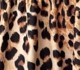 Leopar