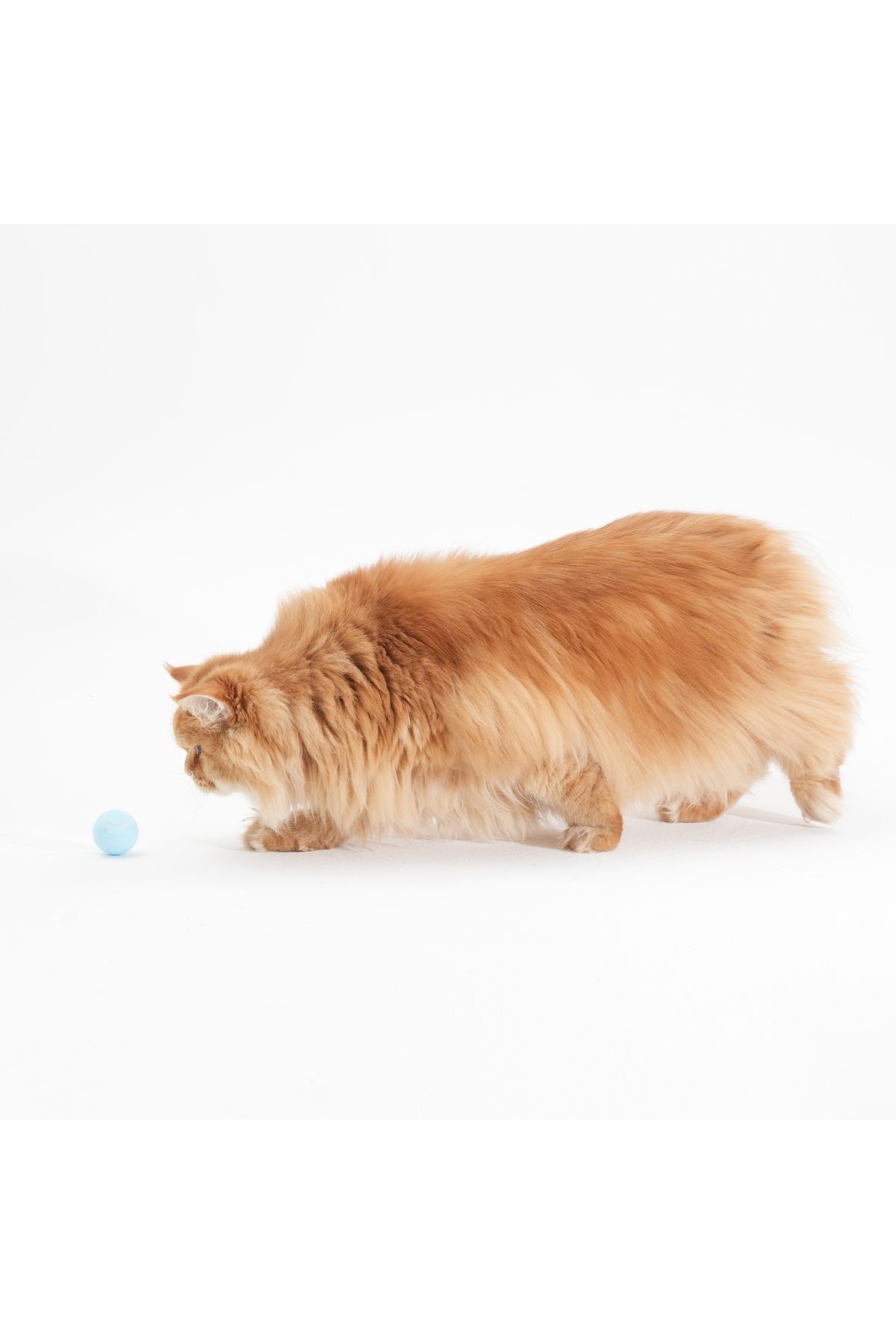Şarj Edilebilir Hareketli ve Işıklı Kedi Topu – Eğlenceli ve Akıllı Oyun Arkadaşı!