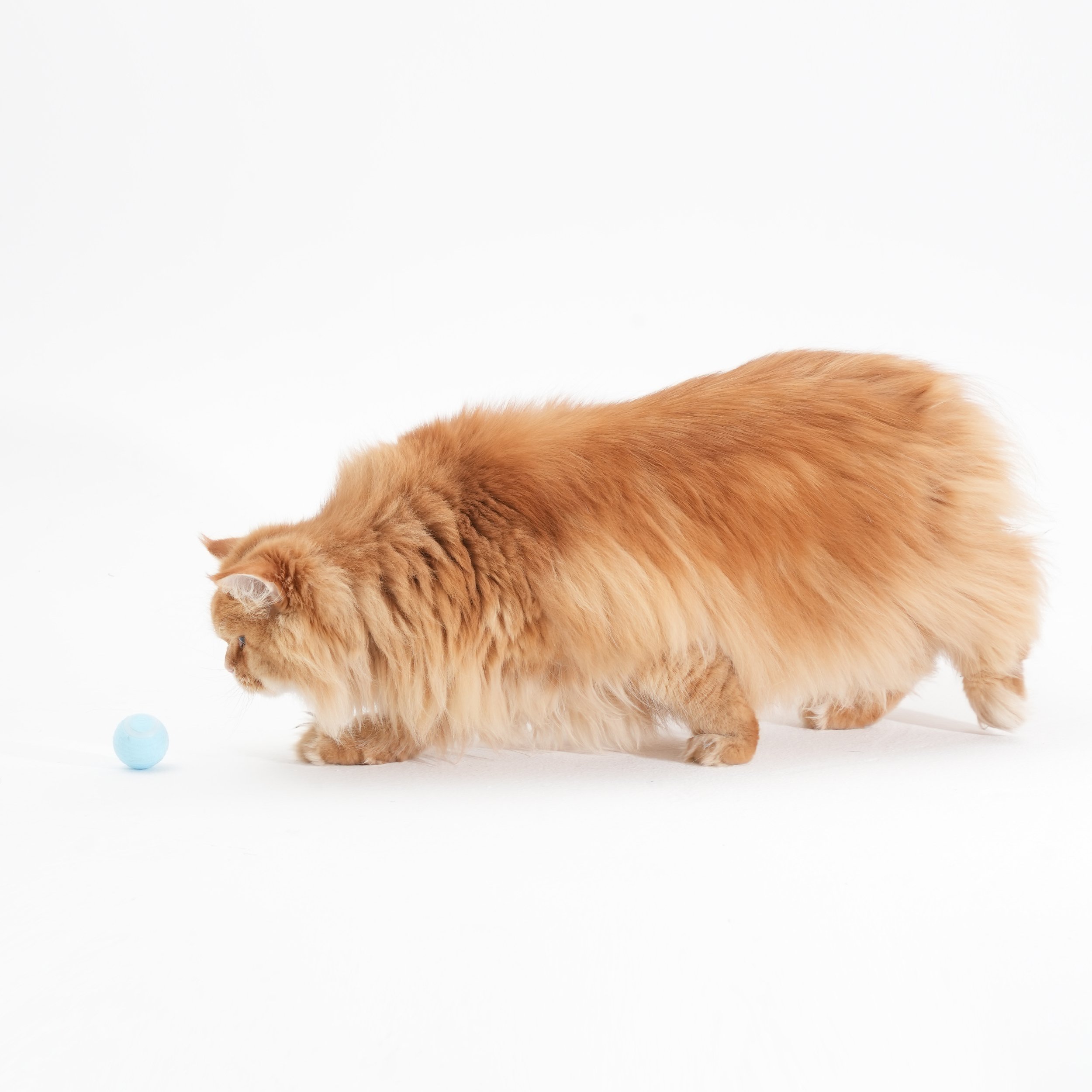 Şarj Edilebilir Hareketli ve Işıklı Kedi Topu – Eğlenceli ve Akıllı Oyun Arkadaşı!