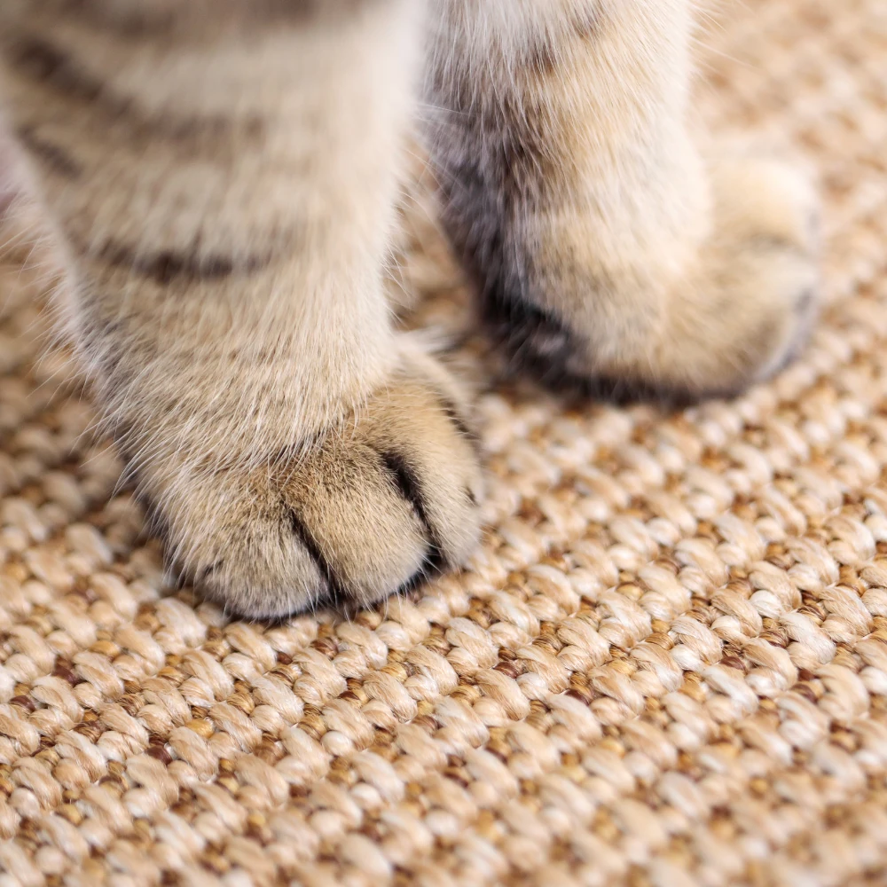 Kedi Tırmalama Rampası