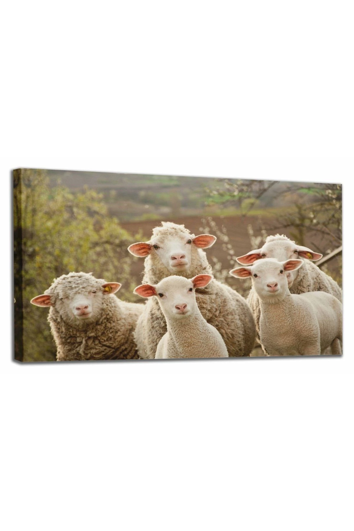 Koyun Kuzu Dekoratif Kanvas Tablo 1119