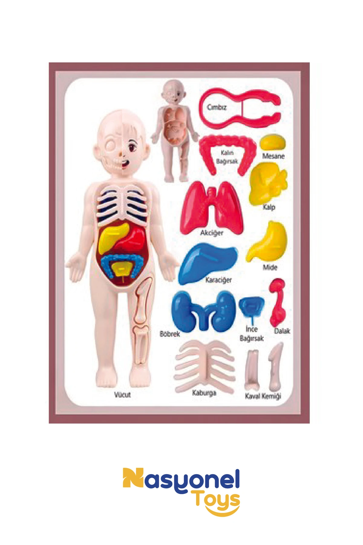 İnsan Vücudu Anatomisi Organ Bulmaca – Eğitici Sök Tak Vücut Modeli –