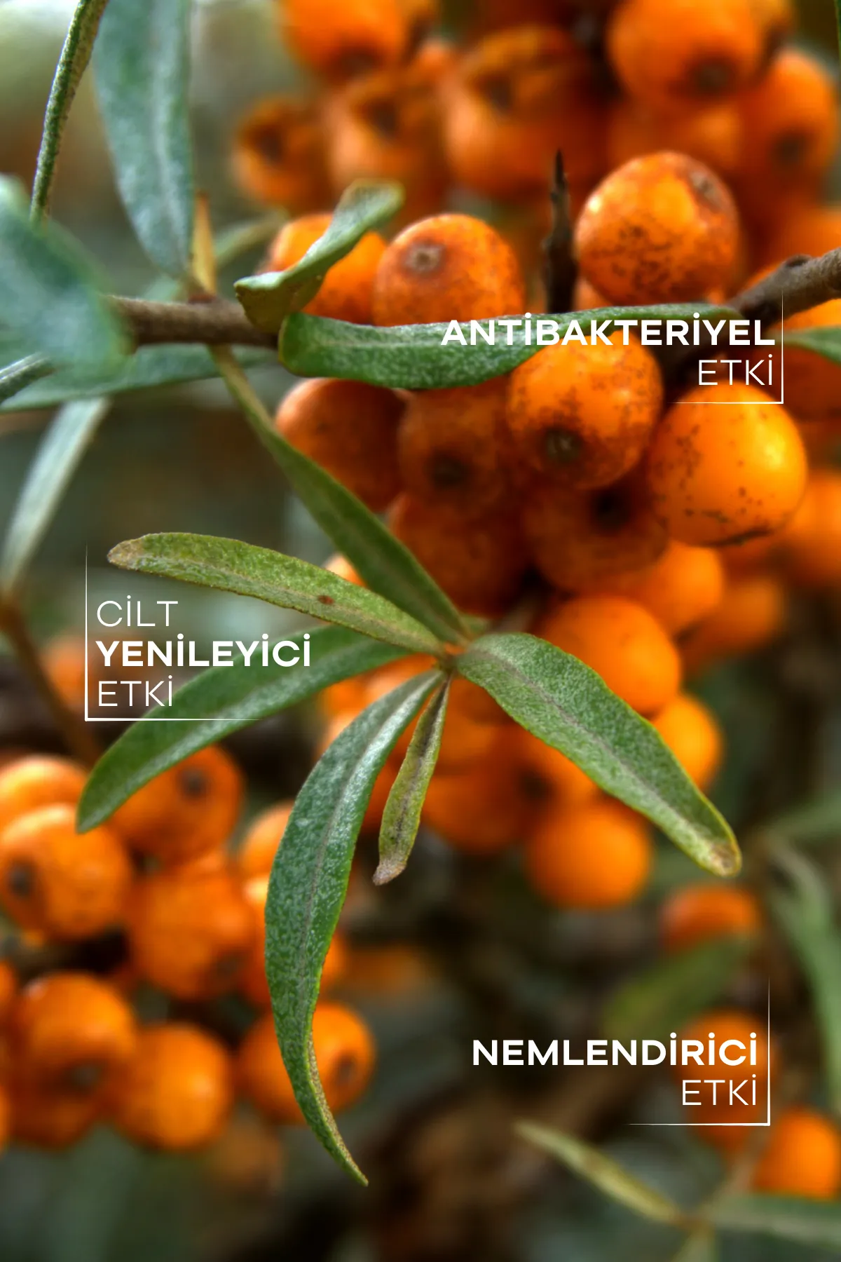 TTO Yabani İğde Yağı 10 ml – Sea Buckthorn Oil ile Besleyici, Onarıcı ve Nemlendirici Cilt Bakımı