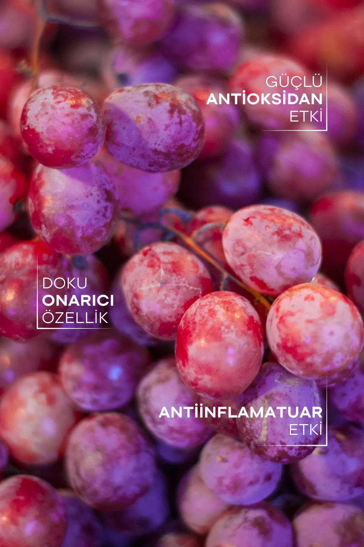 TTO Thermal Üzüm Çekirdeği Yağı 10 ml – Antioksidan, Besleyici ve Yenileyici Doğal Cilt Bakım Yağı
