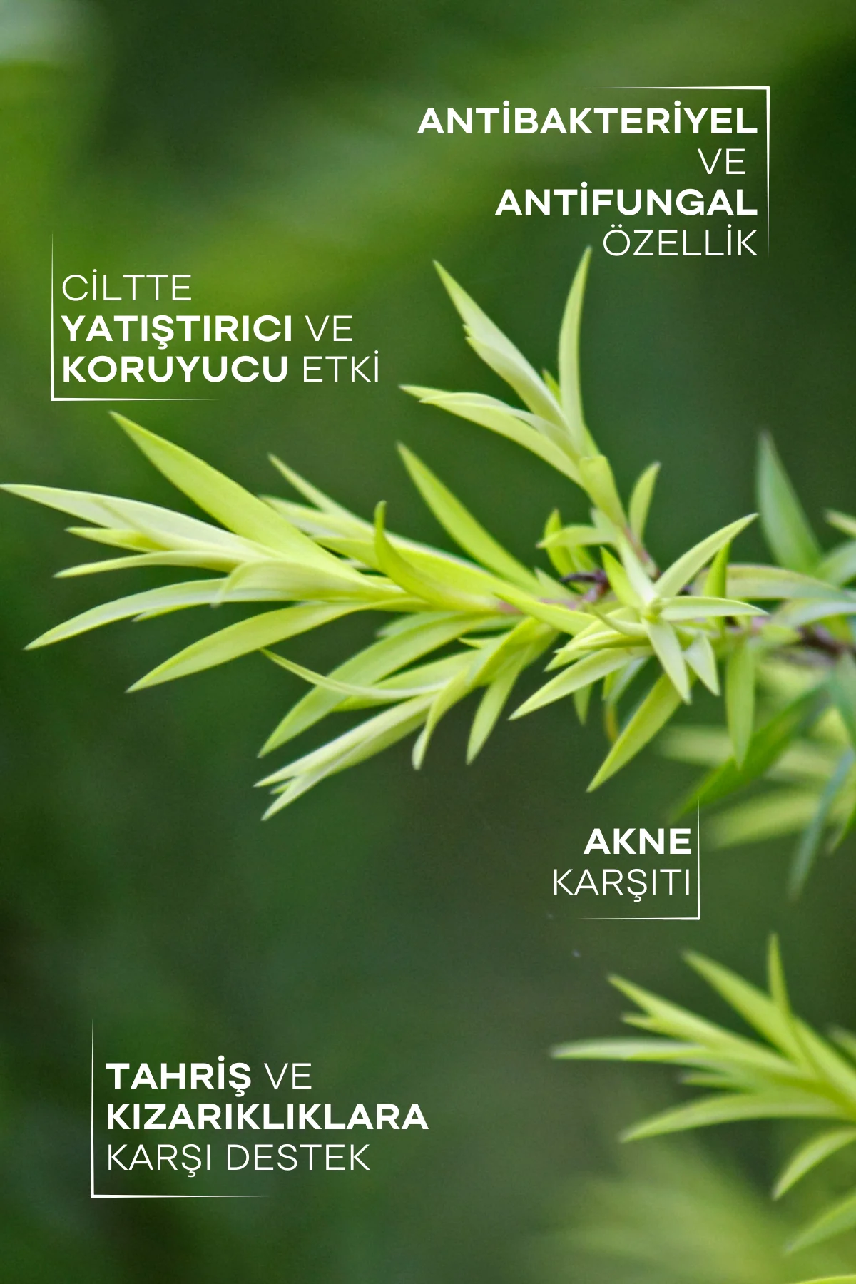 TTO Pure and Natural Tea Tree Oil