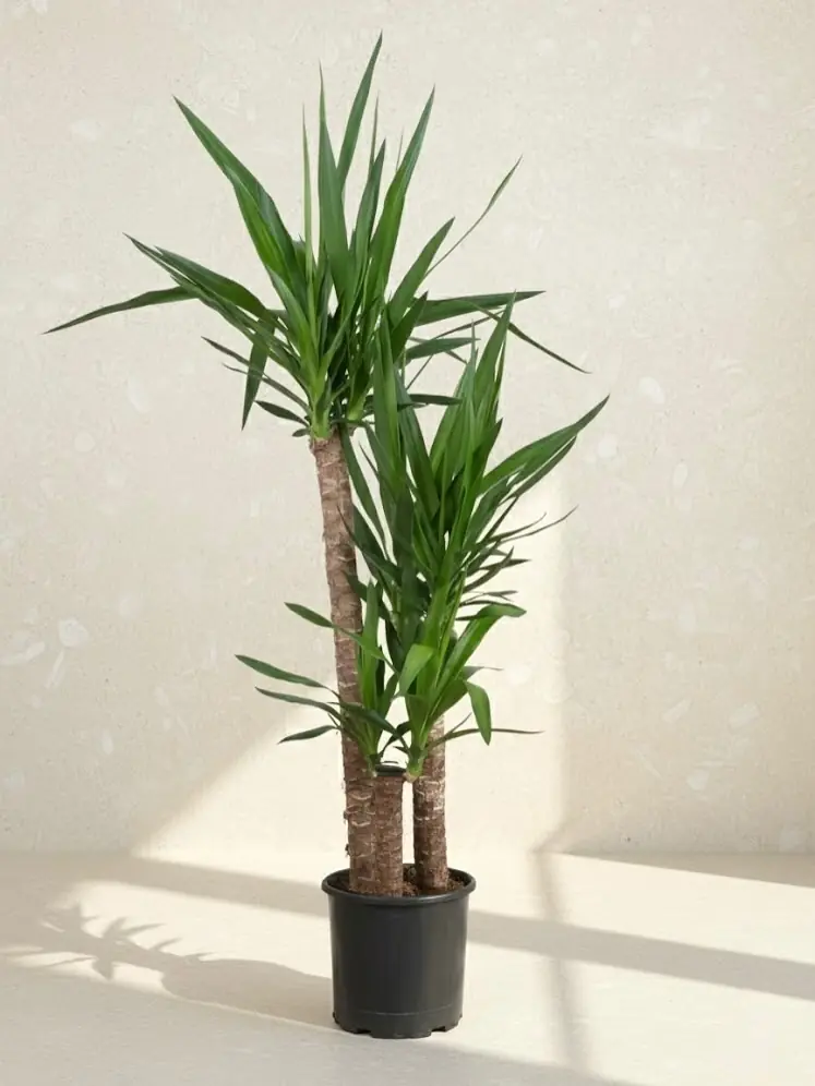 Instagram gönderisi açıklaması...