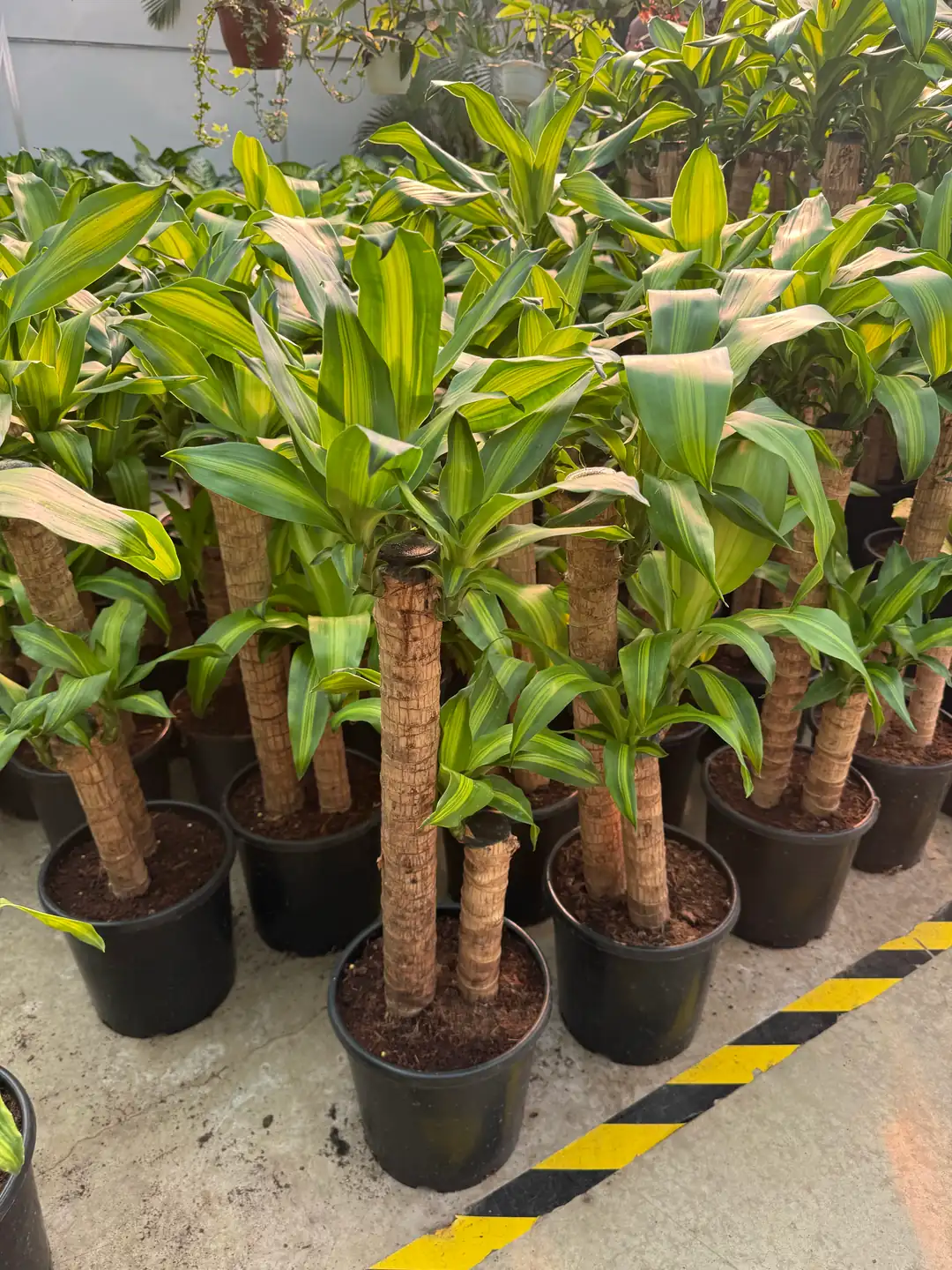 Dracaena fragrans 'Massangeana' 2 kkl (60-70 cm)