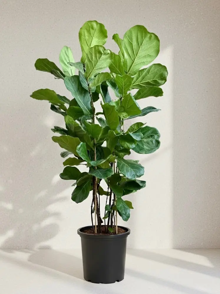 Instagram gönderisi açıklaması...