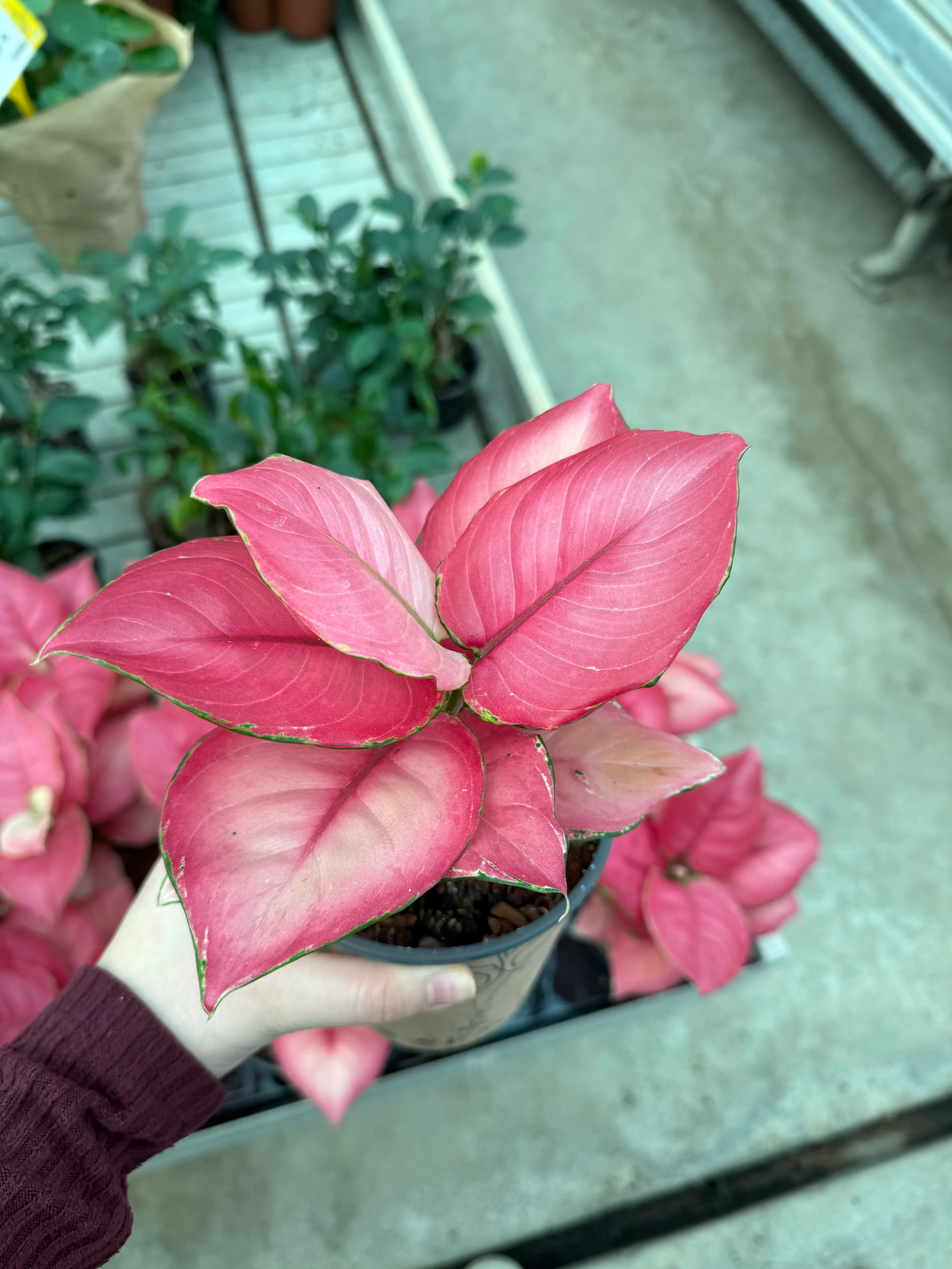 Aglaonema pink star (masa boy ) pembe yapraklı