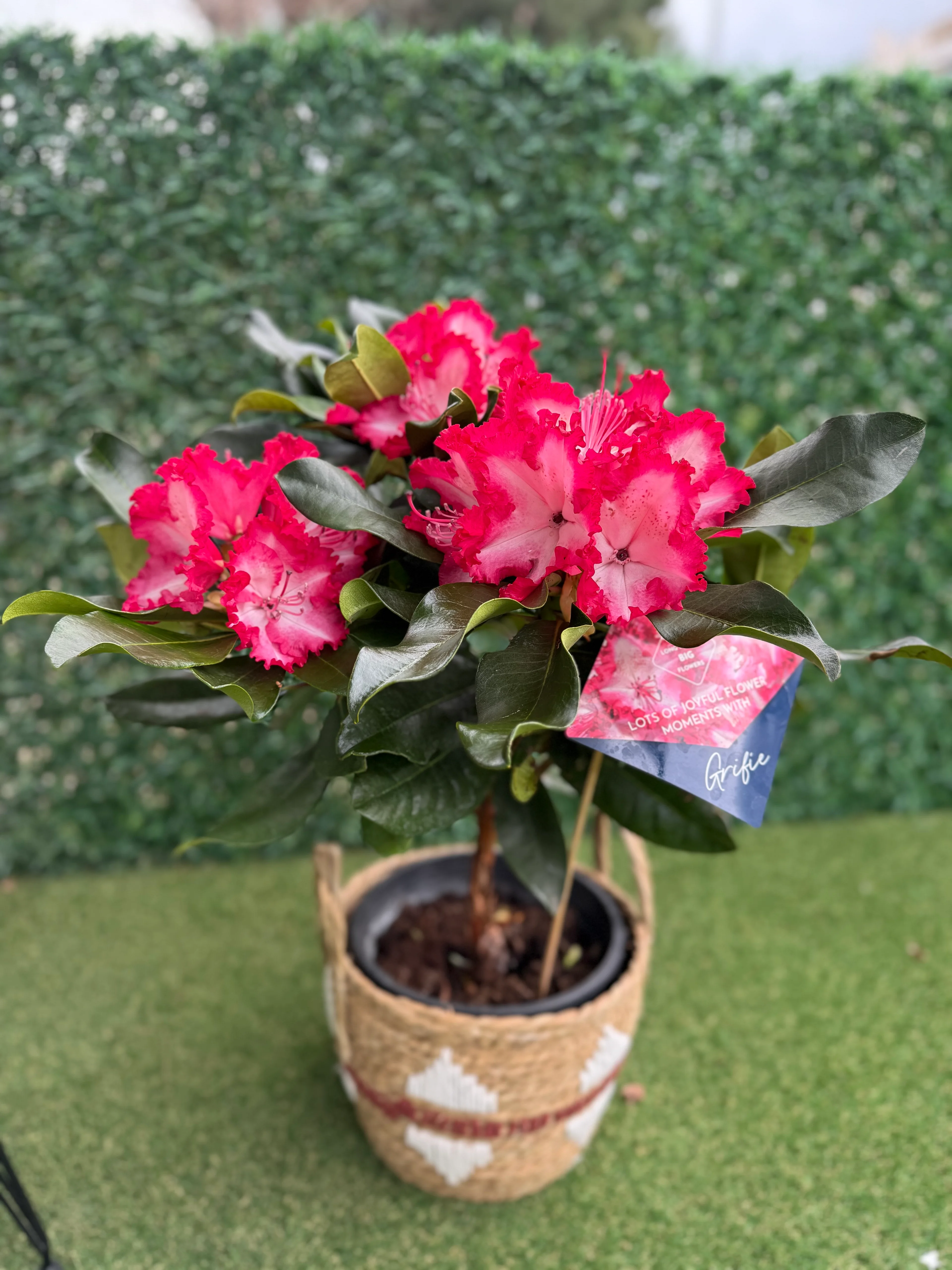 rhododendron dark Rhododendron Black Magic