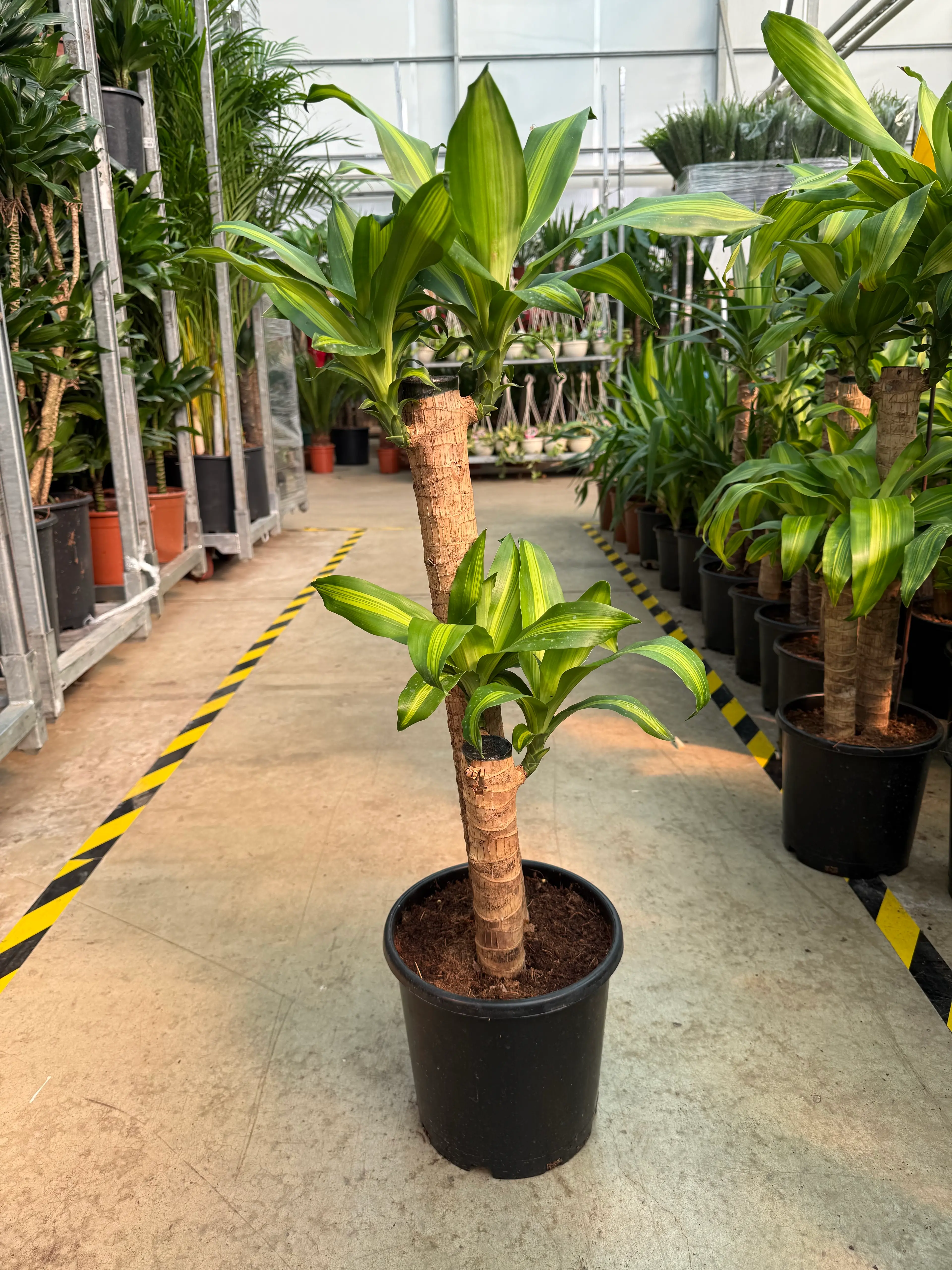 Dracaena fragrans 'Massangeana' 2 kkl (60-70 cm)