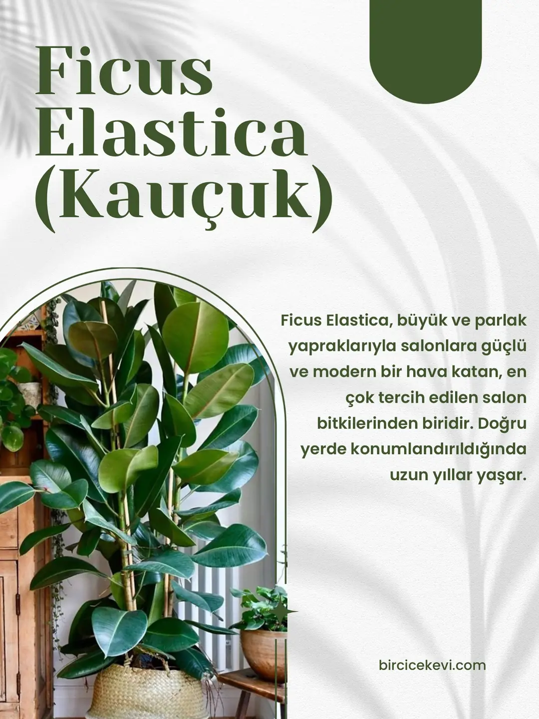 Instagram gönderisi açıklaması...