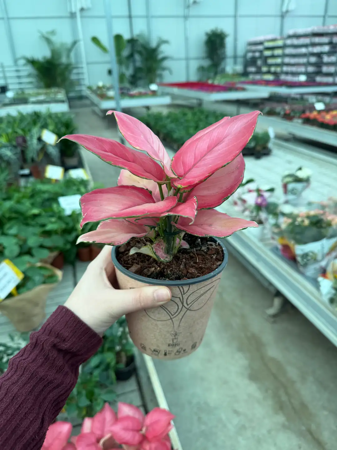Aglaonema pink star (masa boy ) pembe yapraklı