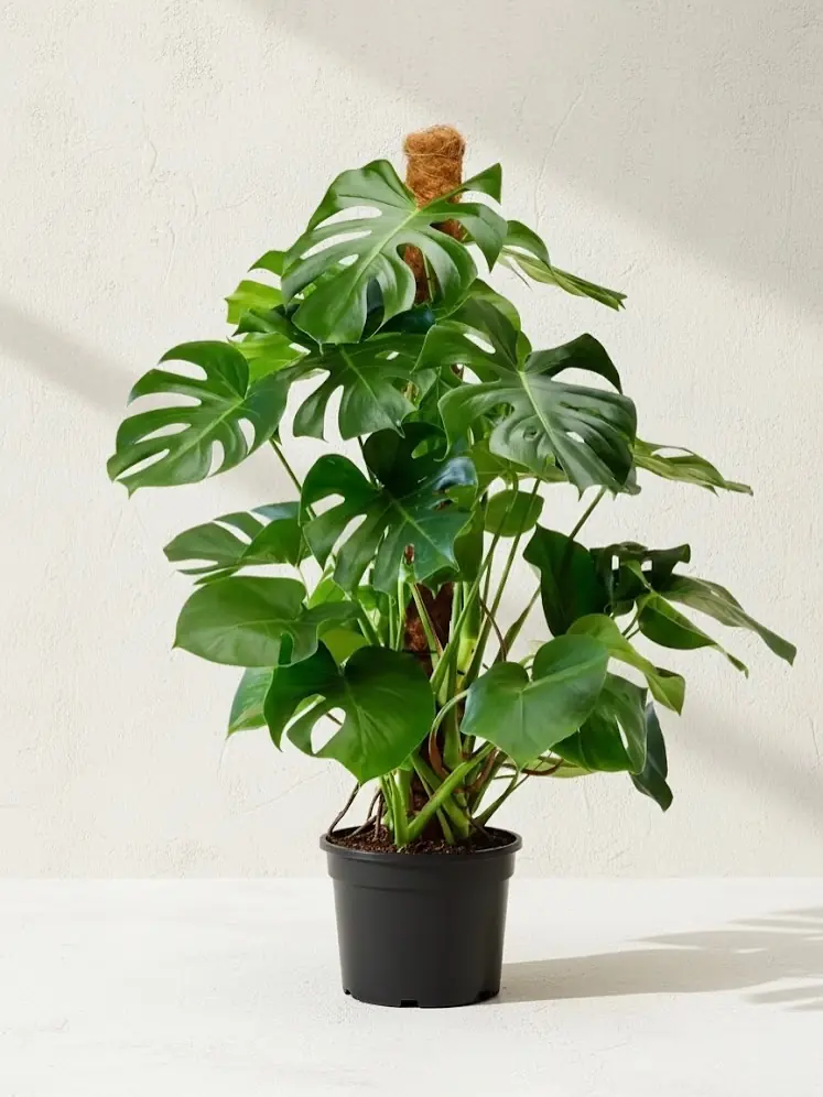 Instagram gönderisi açıklaması...