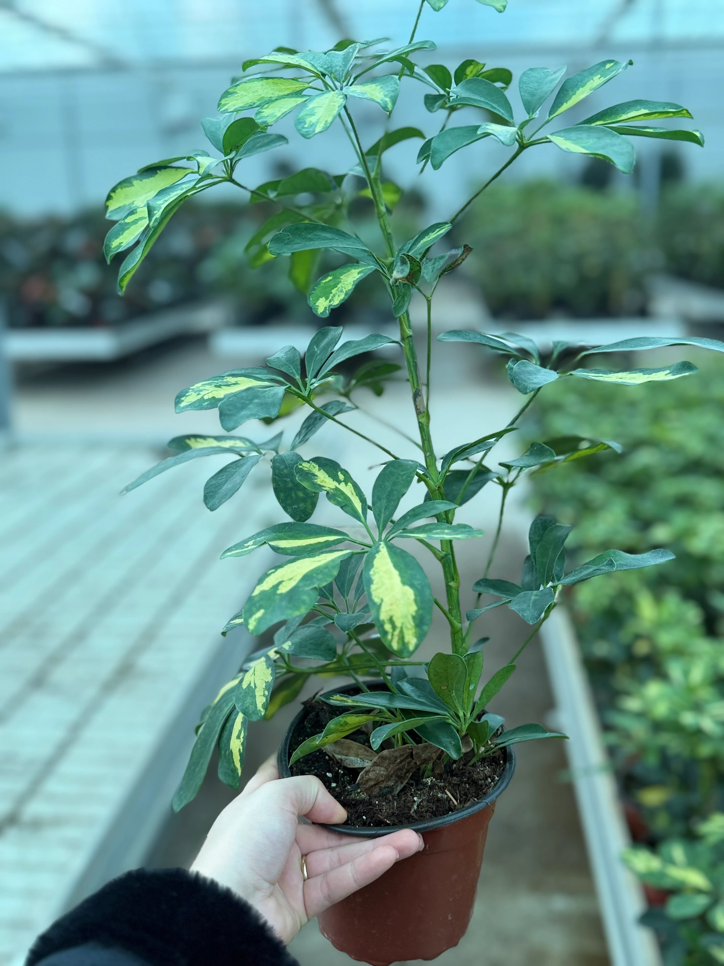 Alacalı Şeflera (Schefflera arboricola Variegata) 50-60 cm