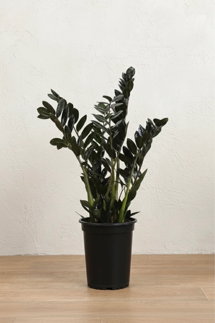zimmerpflanzen dnger Zimmerpflanzen Dnger 0,5l  Foliage Dreams