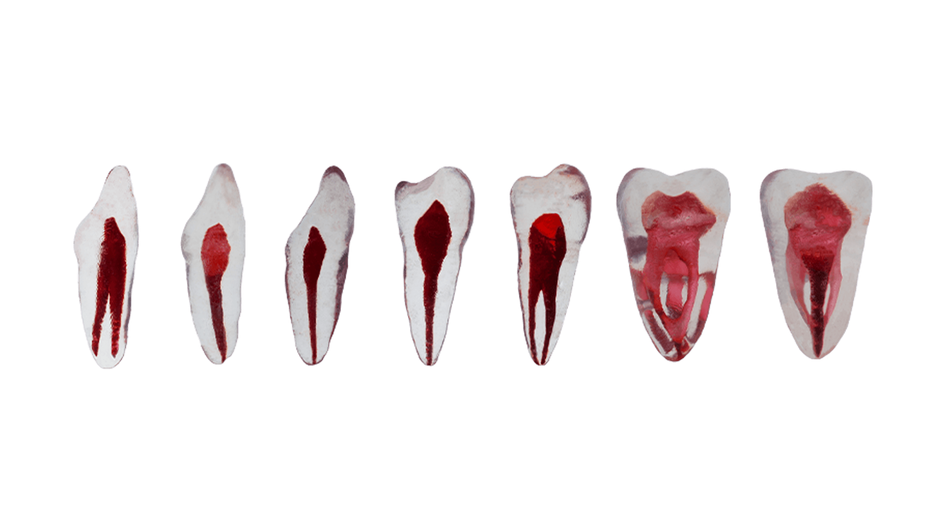 Lower Jaw Endodontic Models - Transparent Teeth