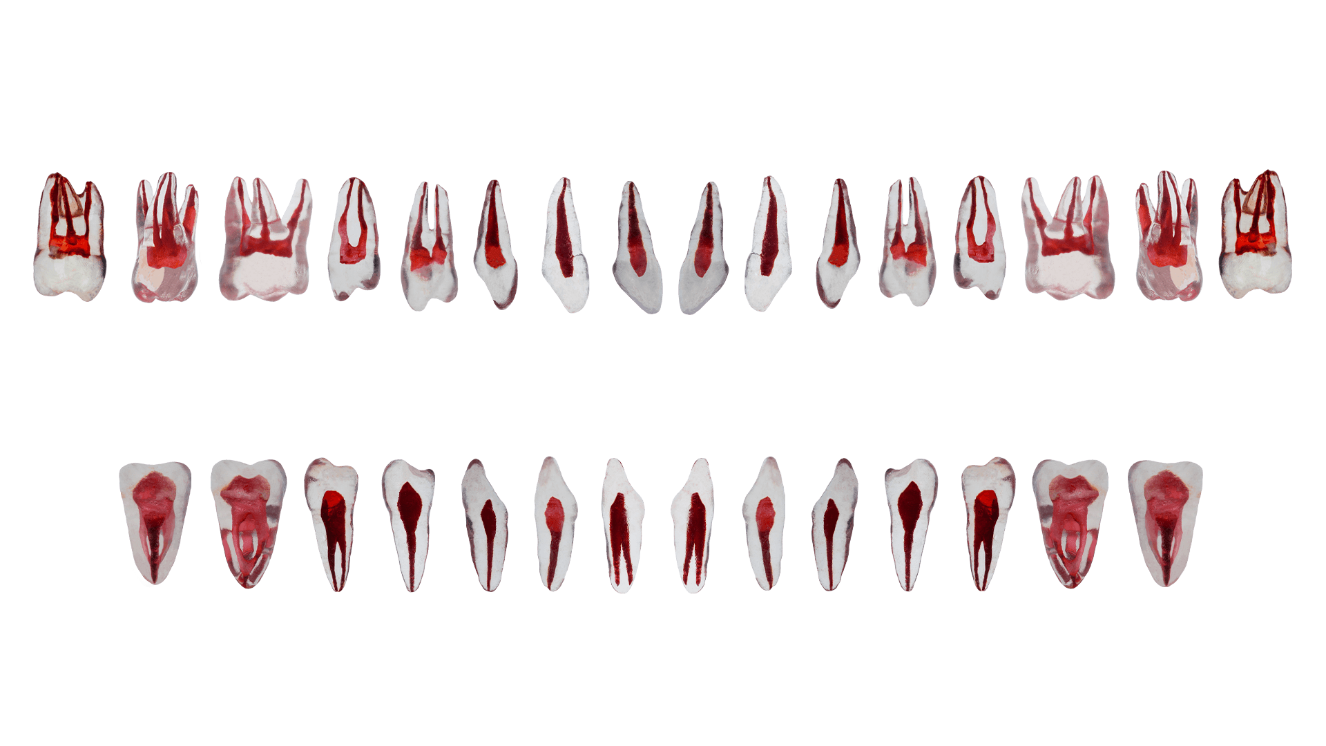 Tüm Çene Endodonti Fantom Diş Modelleri (Full Arch) - Şeffaf