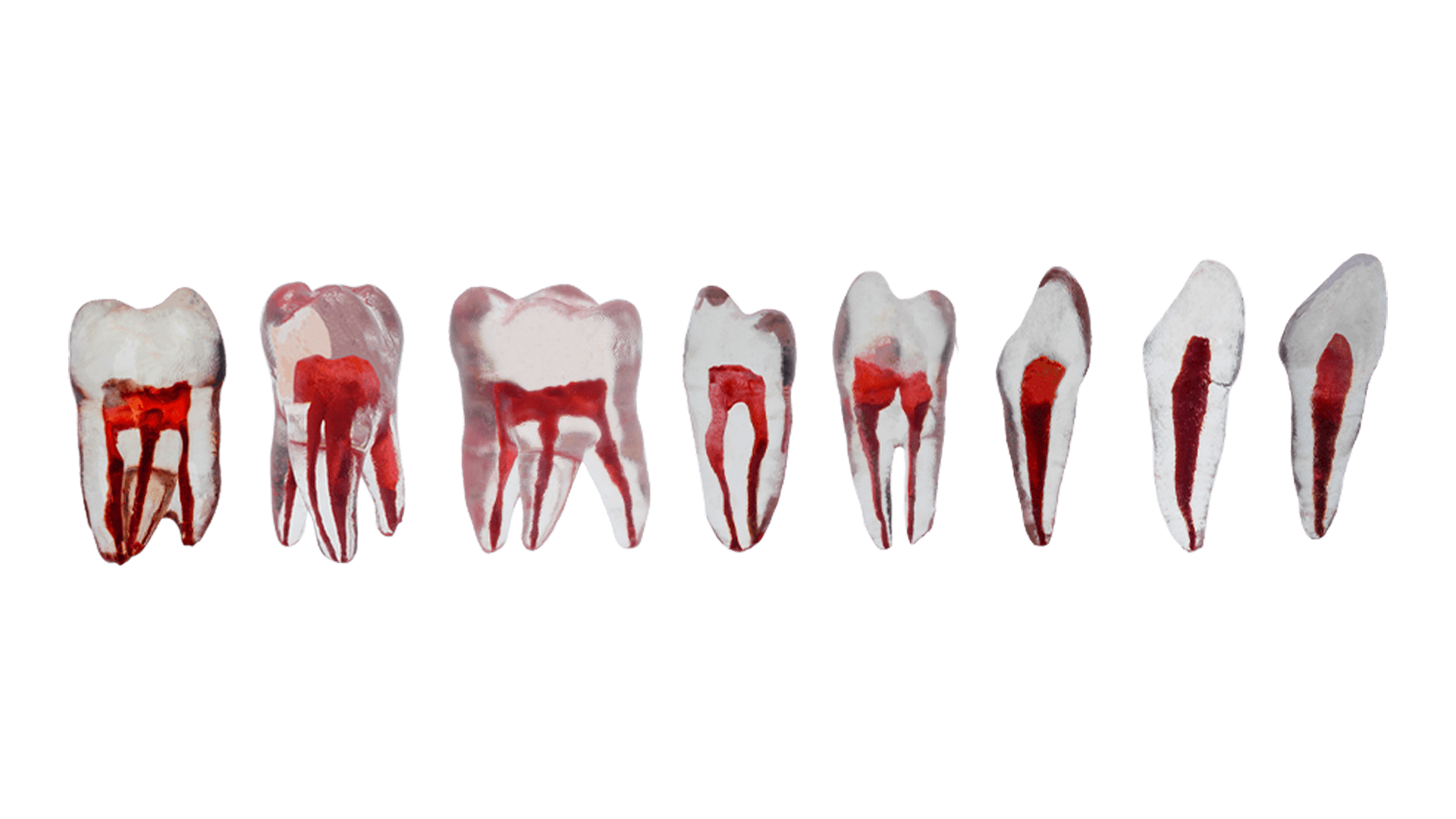 Üst Çene Endodonti Şeffaf Diş Modelleri - Şeffaf