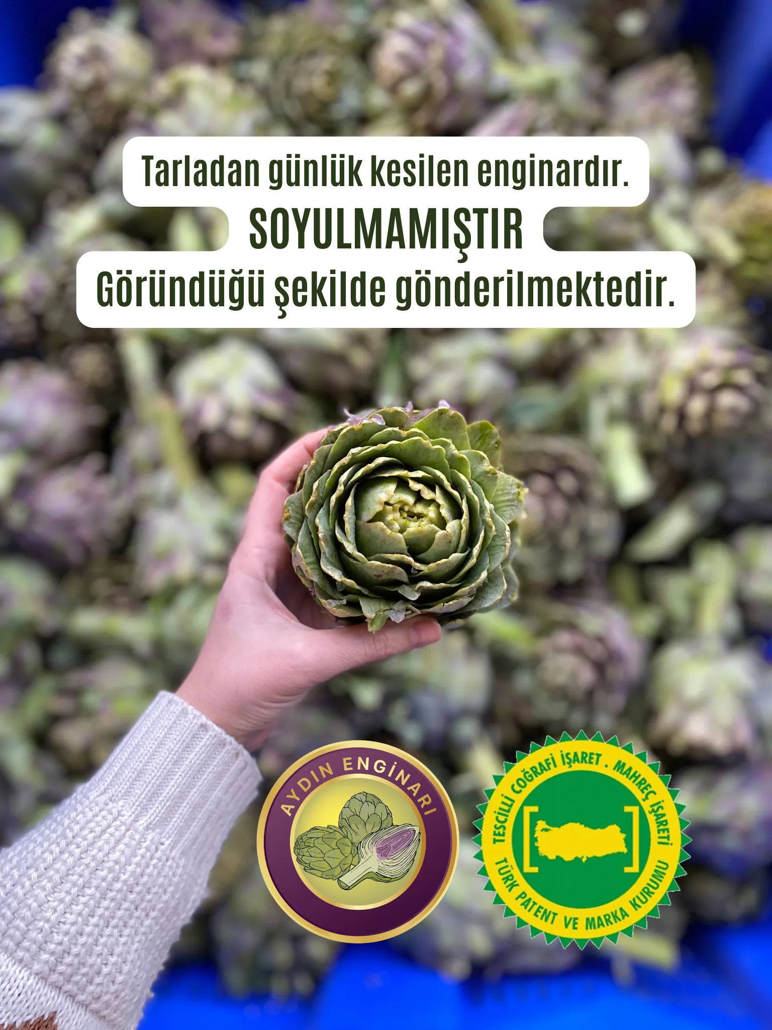 Dalından (SOYULMAMIŞ) Taze Çanak Enginar