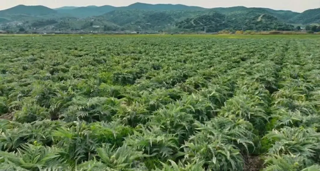 Adalılar Çiftliği’nde mevsiminde yetiştirilen yerli enginar tarlası