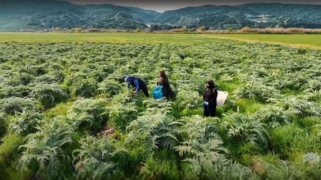 Enginar tarlasında hasat yapan işçiler; geleneksel enginar hasat sürecinden bir görünüm.