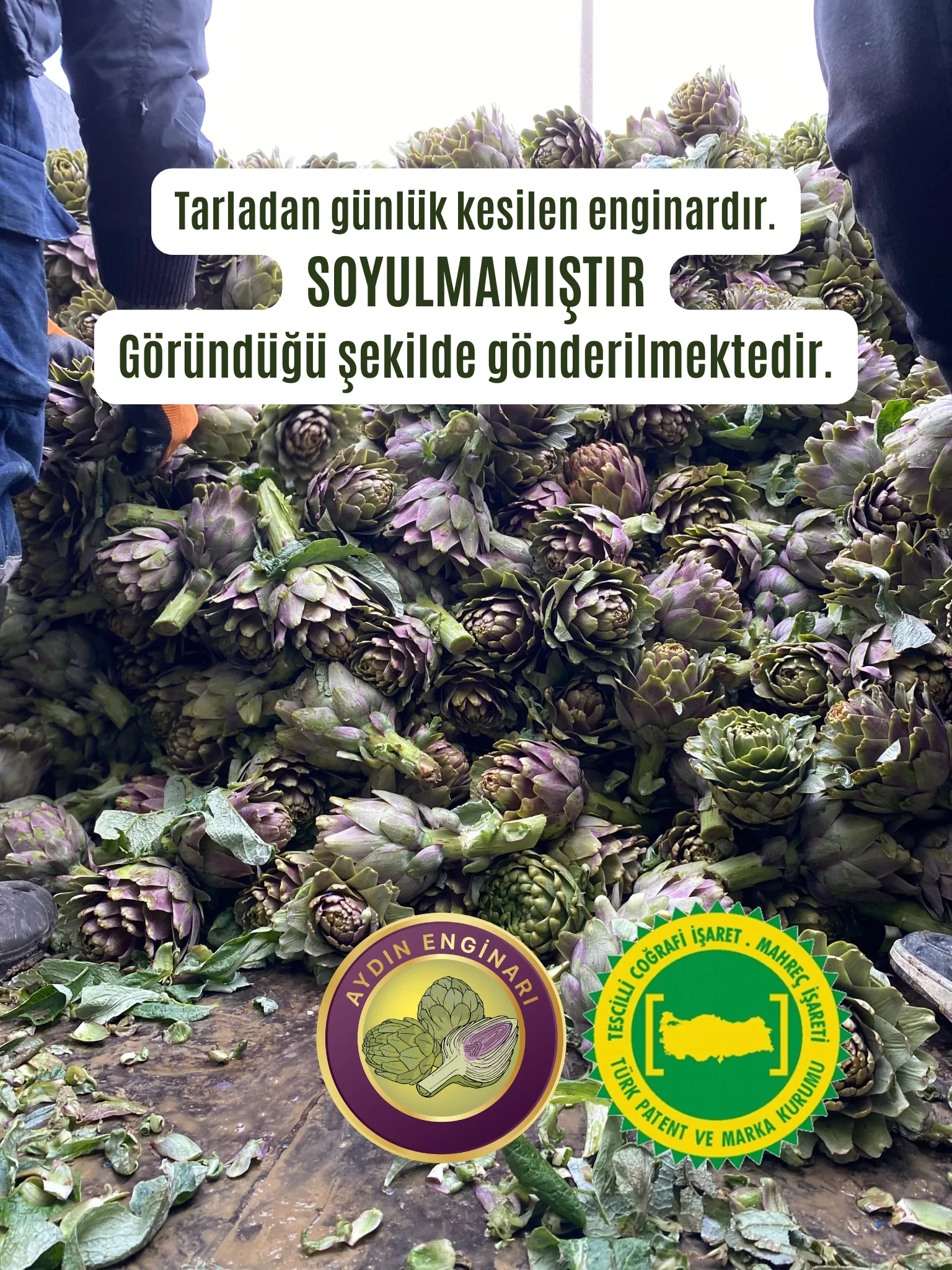 Dalından (SOYULMAMIŞ) Taze Çanak Enginar