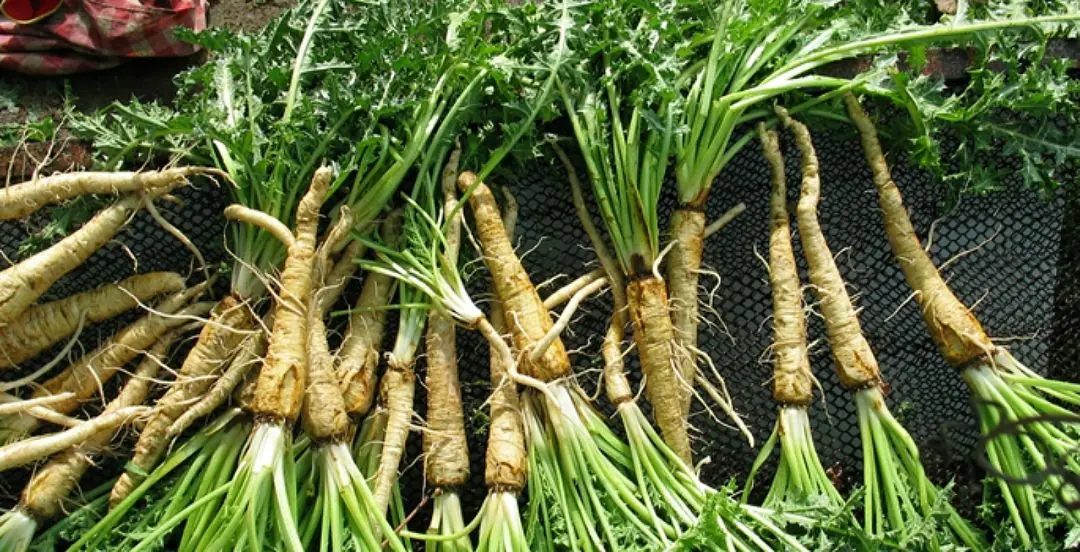 Şevketi bostan bitkisinin kök ve gövde kısmı besin değeri yüksek Ege otu