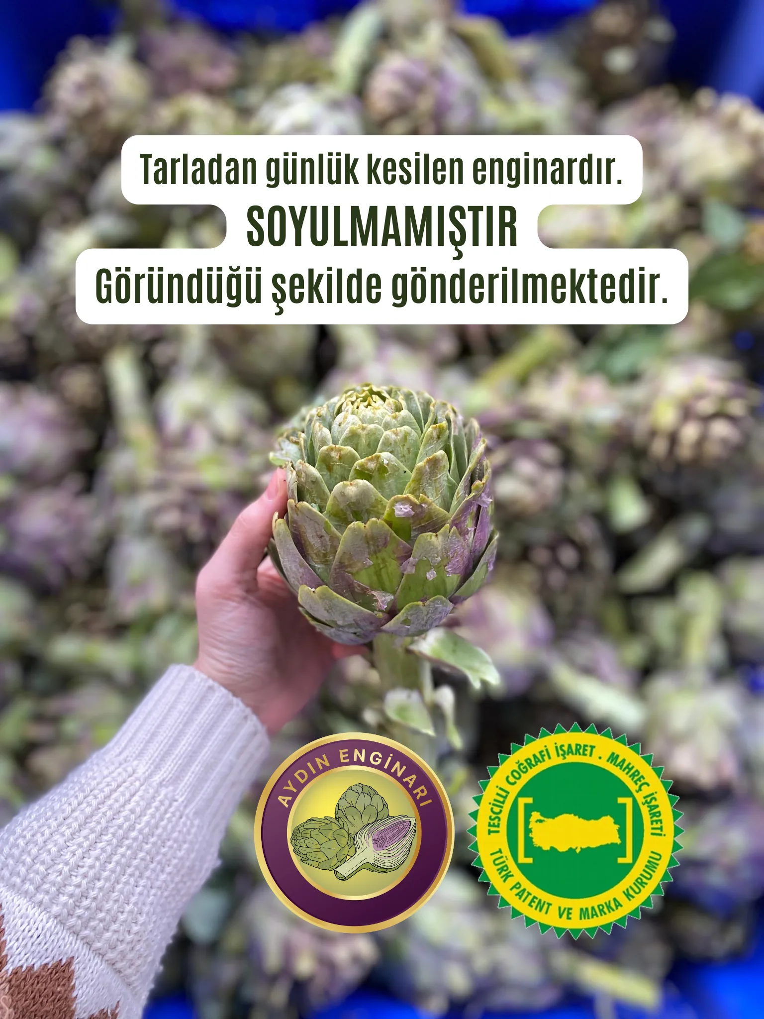 Dalından (SOYULMAMIŞ) Taze Çanak Enginar