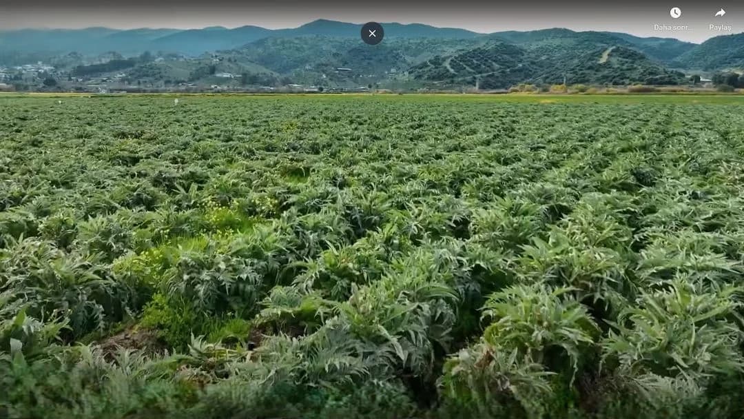 Enginar mevsimi ne zaman başlar? İlkbahar döneminde tarlada yetişen taze enginar bitkileri