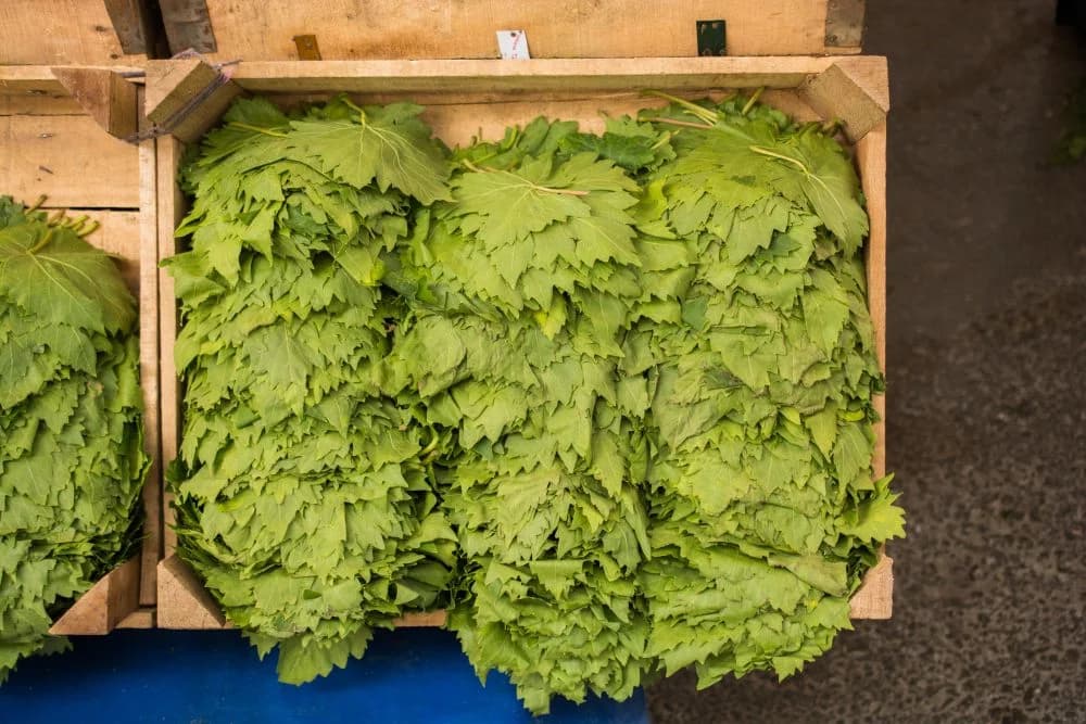 Hasat sonrası kasalarda toplanmış taze asma yaprakları, üretim ve kalite süreci