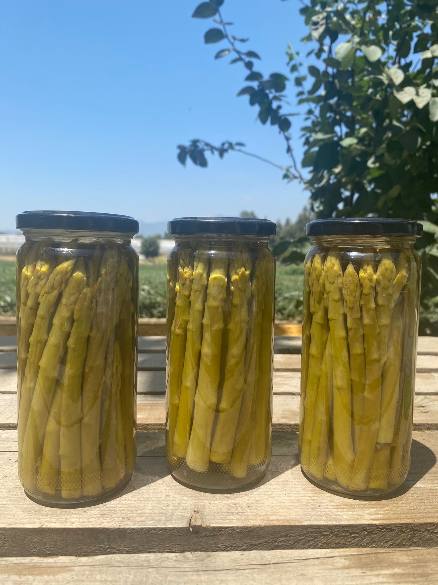 Kuşkonmaz Konservesi (200-240 gr)