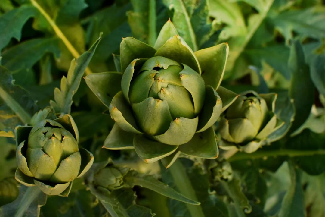 Mevsiminde dalında yetişen taze enginar bitkisi