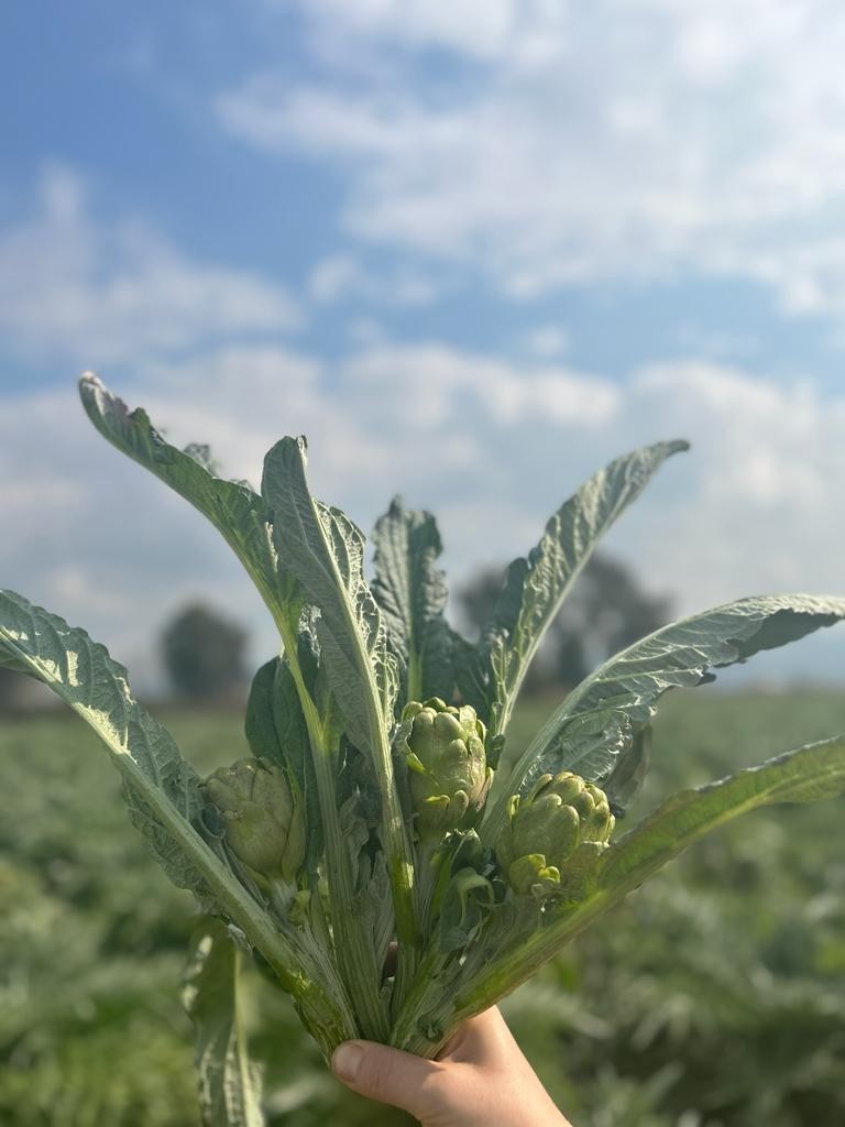 Dalından Taze Bebek(Kalp) Enginar (Soyulmamış)