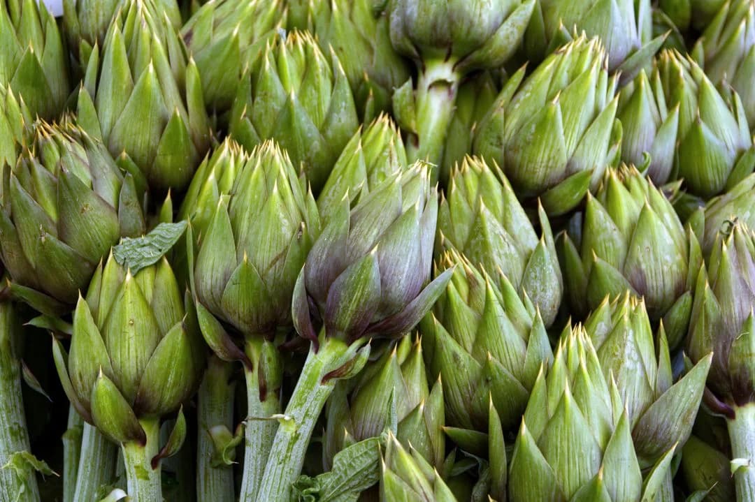 Taze enginar bitkisi ve yapraklarının yakından görünümü