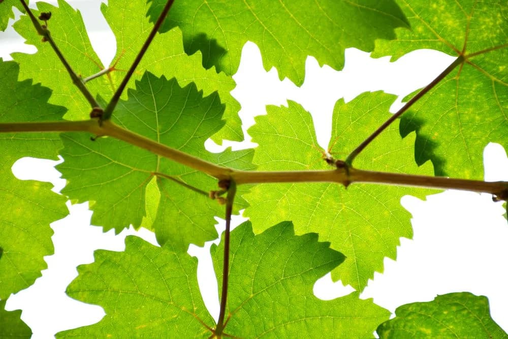 Bağda yetişen sağlıklı asma yaprakları, doğal tarım ve üretim süreci