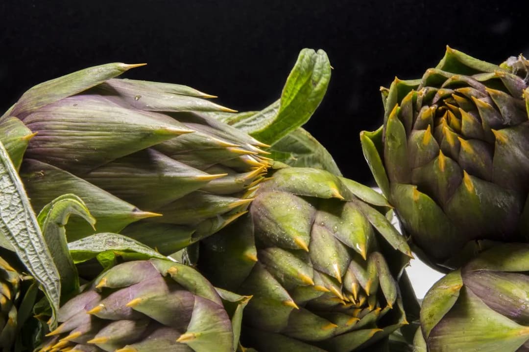 Enginar yaprağının çay, su ve ekstre formlarında tüketimine uygun taze enginar yaprakları