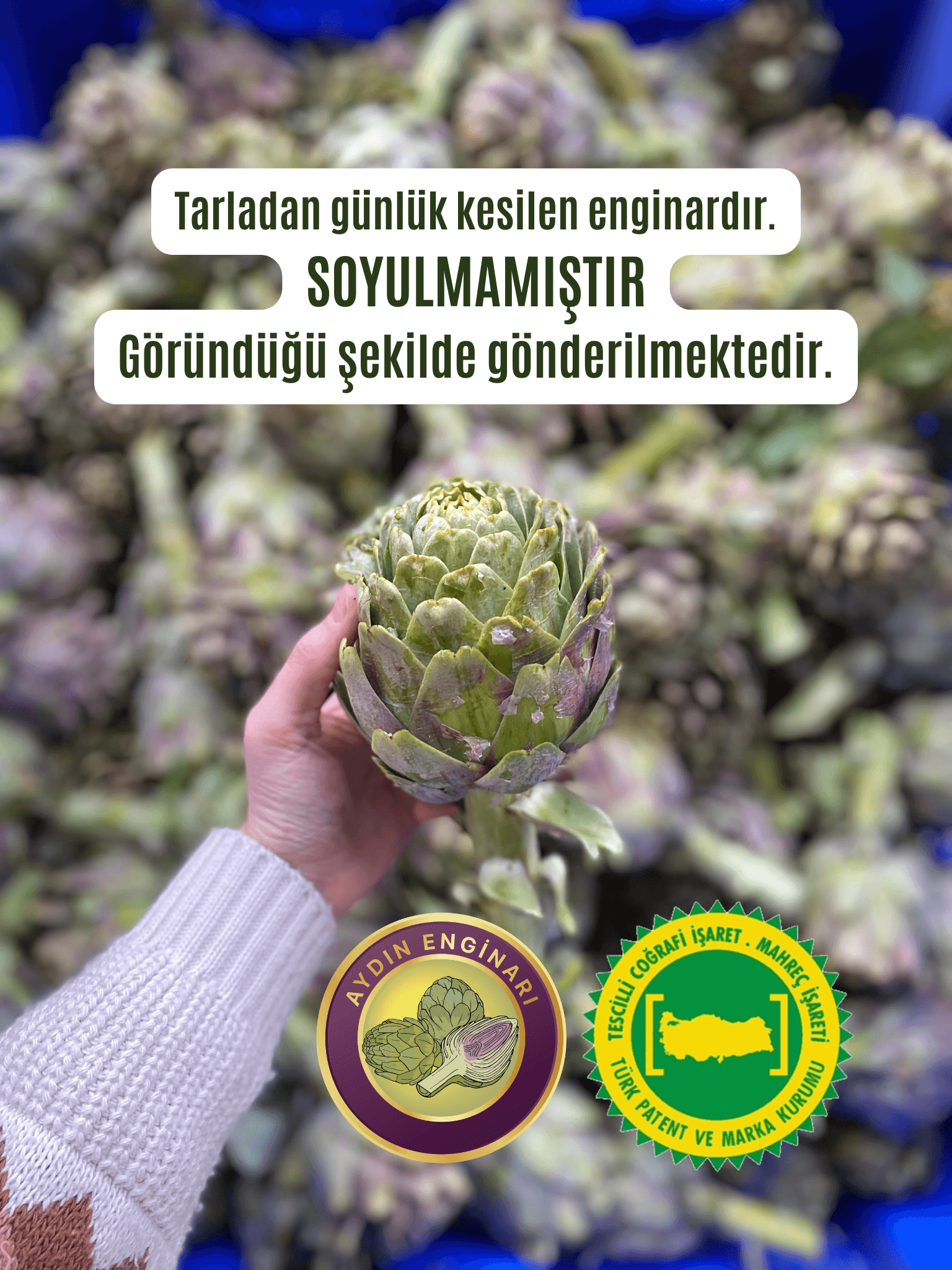 Dalından (SOYULMAMIŞ) Taze Çanak Enginar 