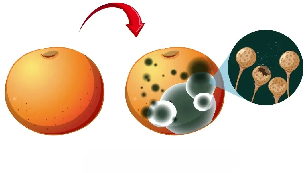 Küflenmiş meyve illüstrasyonu, küf kaynaklı toksin riskini anlatan görsel