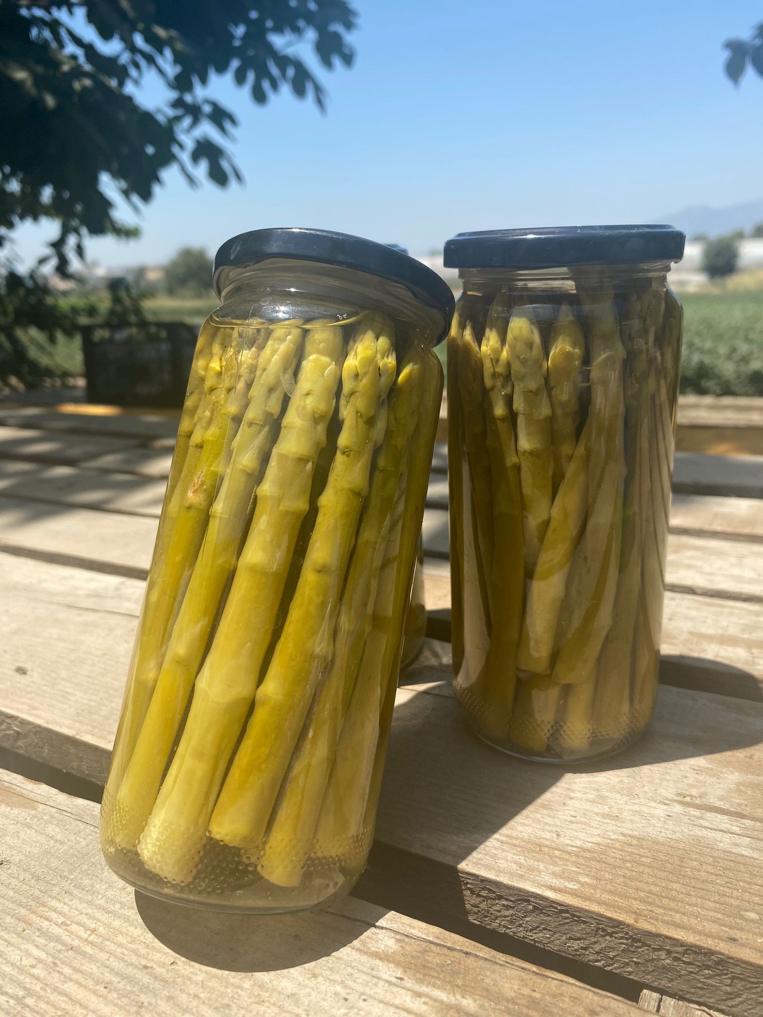 Kuşkonmaz Konservesi (200-240 gr)
