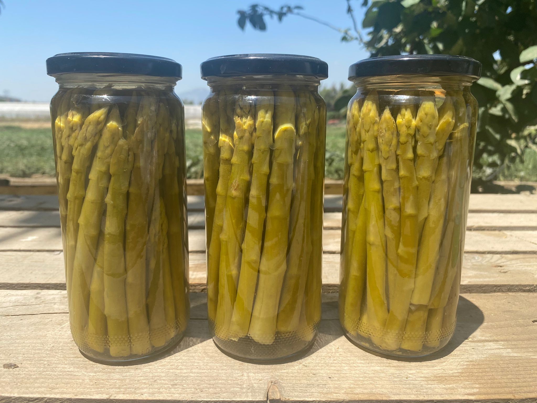 Kuşkonmaz Konservesi (200-240 gr)