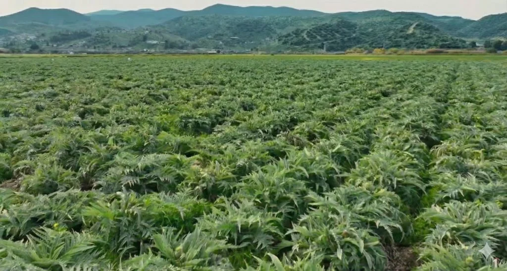 Aydın’ın verimli topraklarında geniş bir alana yayılan Adalılar Çiftliği enginar tarlası ve arka planda Aydın dağ manzarası.