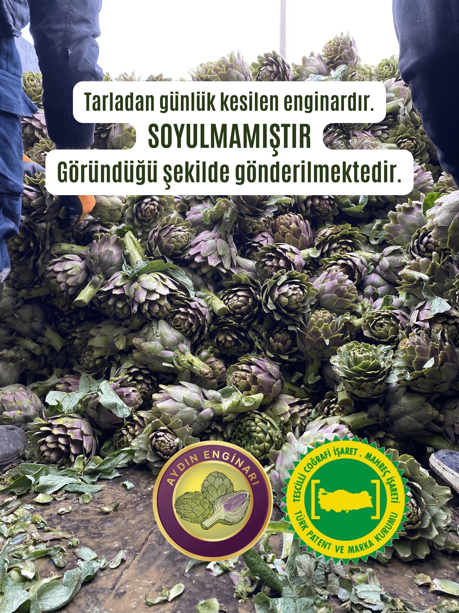 Dalından (SOYULMAMIŞ) Taze Çanak Enginar 