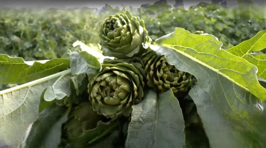 Enginar ne zaman çıkar? İlkbahar döneminde hasada hazır taze enginar başları