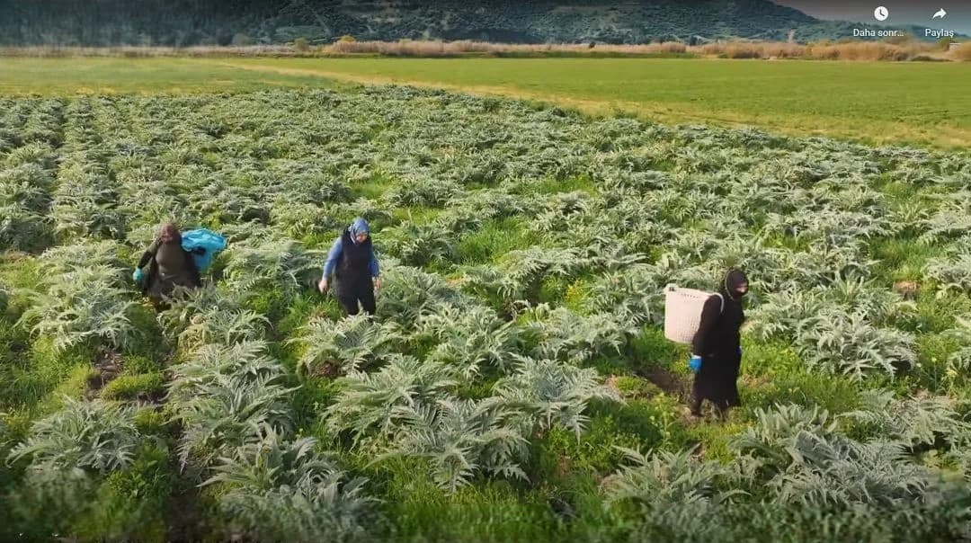 Enginar nerede yetişir? Türkiye’de tarlada yetişen enginar bitkileri