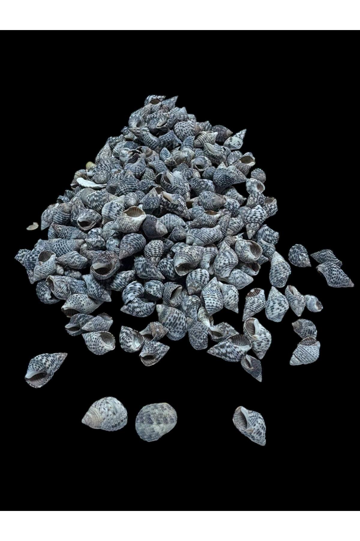 Deniz Kabukları 100 Gr NO-21-NASSADERDER