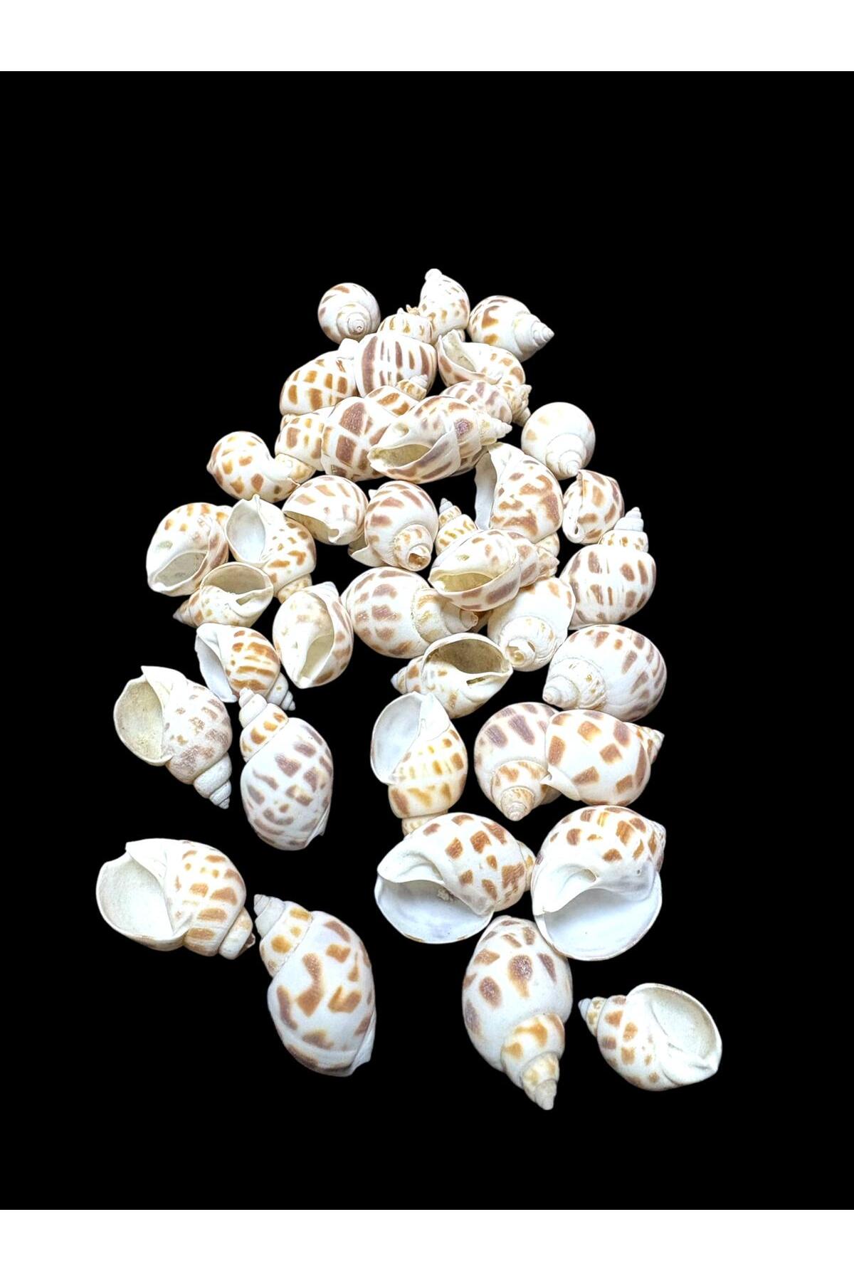 Deniz Kabukları 100 Gr NO-10-BABYLONİA AREOLATA