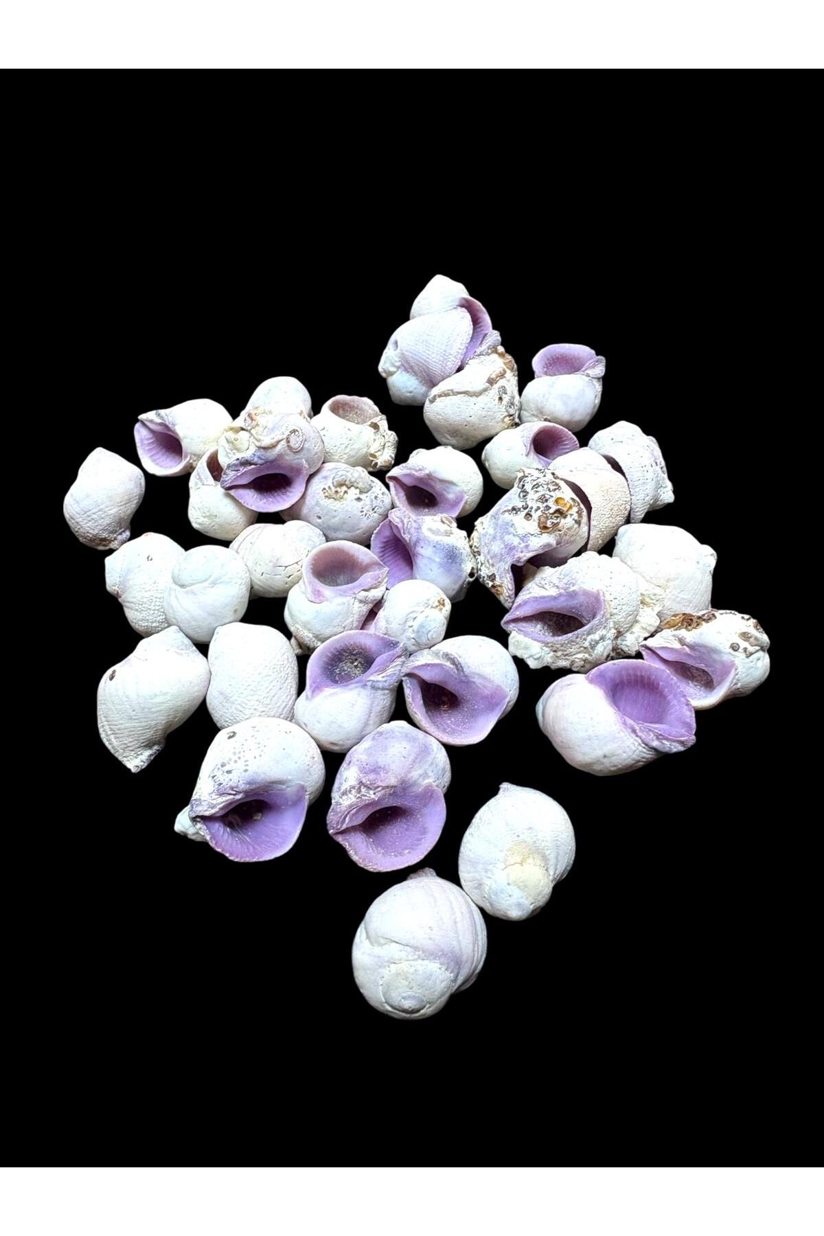 Deniz Kabukları 100 Gr NO-11-CEBUBEAUTY